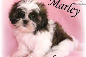 Meet Marley A Cute Shih Tzu Puppy For Sale For 400 Marley Beautiful Baby Girl Shih Tzu Puppy Shih Tzu Dog Shih Tzu For Sale