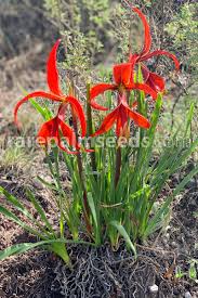 Image result for Barleria crossandriformis