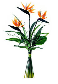 Bird Of Paradise Bouquet Care 49trp11 Bird Of Paradise Tropical Bouquet 39 Arreglos Florales Arreglos De Flores Floreros