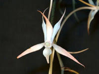 Image result for Aerangis splendida