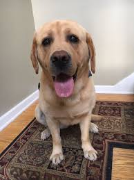 Adopt Bentley On Labrador Retriever Mix Animal Rescue Labrador Retriever