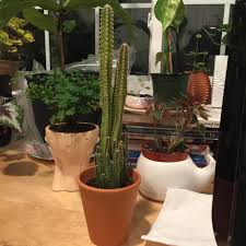 Trader joes's vegan mozzarella style shreds are basically galaxy vegan mozzarella style shreds, which i've never had before. Picked Up A Fairy Castle Cactus At Trader Joe S For 5 99 Houseplants