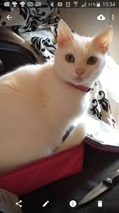 UPDATE(keeper has been in contact and will be collecting cat) does anybody  know who's cat this is? weston area. been staying outside our house the  last few days