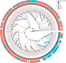 Image result for Ipomoea fulvicaulis