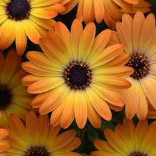 Annual | Ebert's Greenhouse