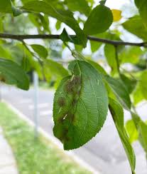 Image result for venturia saliciperda willow tree