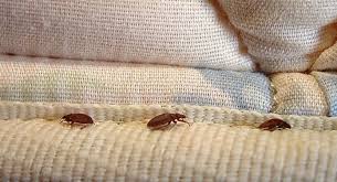 Our bed bug treatment addresses both live bed bugs and any hidden bed bug eggs. Bed Bug Treatment In Jacksonville Fl Turner Pest Control