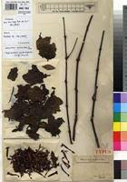 Image result for Tapinanthus constrictiflorus