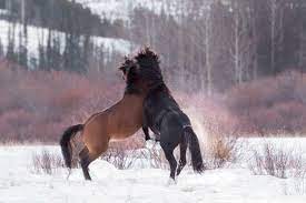 Nature Canada