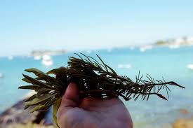 U većoj posudi zagrijte malo kokosovog ulja te kad se zagrijte stavite luk narezan na sitno, gljive narezane na ploškice i usitnjen češnjak. Nedjeljno Pecenje Socna Rolana Prasetina Koju Je Potrebno Samo Ubaciti U Pecnicu