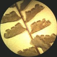 Image result for Adiantum mendoncae