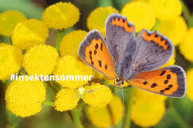 Funf Insekten Die Keine Sind Nabu