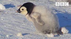 Baby penguin takes first steps. Super Cute Penguin Chick Tries To Make Friends Snow Chick A Penguin S Tale Bbc Youtube
