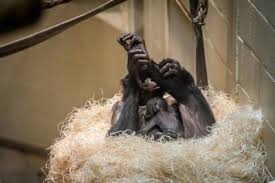 Zoo planckendael is internationaal stamboekhouder van de bonobo en europees coördinator van het kweekprogramma voor de soort, die in europa leven 133 bonobo's in tien verschillende dierentuinen. Babyboom In Planckendael Nu Ook Bonobo Geboren Mechelen Het Nieuwsblad Mobile