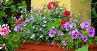 Image result for paprskovka obrázek