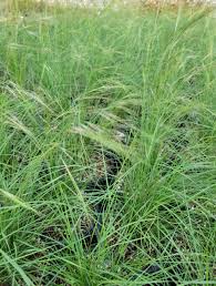 Image result for Aristida canescens