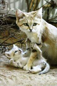 Anne Ile Bebek Kedi Evcil Hayvanlar Sevimli Hayvan Yavrulari Kedi
