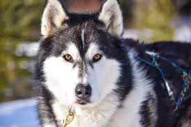 The alaskan malamute is a large, purebred dog that is becoming a popular family pet. The Great Big Malamute Faq