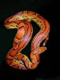 18 Snakes And Snails Ideas Snake Reptiles And Amphibians Reptiles