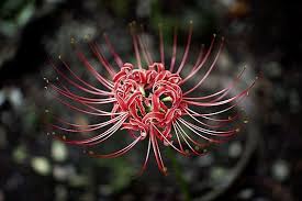 The Flower Of The Dead Uchujin The Blog In 2020 Flowers Sympathy Flowers Red Flowers