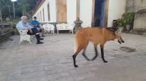 Maned wolf has orange eyes, long orange hair that fades to white in the two bangs at the side of her face, and changes to black in her twin tails. Maned Wolf In Brazil Youtube