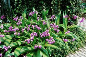 Orchid is the queen of flowers that will decorate your home and be suitable for everyone!!! Orchid Flowers Hgtv