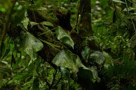 Image result for Vittaria reekmansii