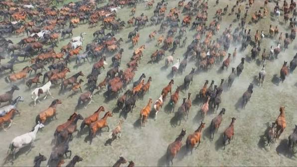 The 2026 Ili Heavenly Horse Culture and Tourism Festival opened on June 20  in Zhaosu County, northwest China's Xinjiang Uygur Autonomous Region. Every  summer, the lush grasslands of Zhaosu attract large herds