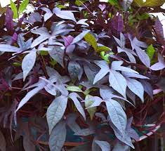We did not find results for: Sweet Potato Vine Calloway S Nursery