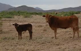 How to buy ranch land in texas. Ranches For Sale In West Texas Affordable Ranch Land For Sale