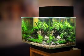 How To Pick The Best Planted Aquarium Light In 2020 Aquarium Lighting Betta Fish Tank Fish Tank
