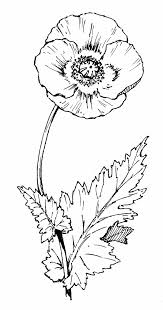 Now add a layer of petals behind that front layer that you've just drawn. Poppy Seed Flower Drawing Novocom Top