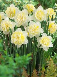 Daffodil Ice King Bluestone Perennials Daffodils Fall Plants Bulb Flowers