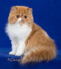 They are directly imported with all papers. Persian Cat References Pelaqita Persian Cats And Persian Kittens
