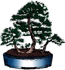 Bonsai trees can be grown from many different species of trees, shrubs, herbs, succulents and vines. Bonsai Definition Of Bonsai By Merriam Webster