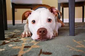 As your puppy gets older, you can reduce the number of feedings to twice daily. How Much To Feed Your Dog Prudent Pet Insurance