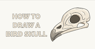 Draw skulls from different angles. How To Draw A Bird Skull Really Easy Drawing Tutorial