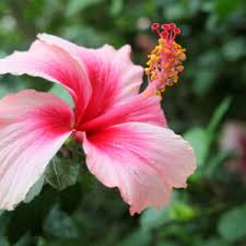 Image result for Hibiscus mutatus