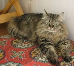 Siberian cats are a russian national treasure. Siberian Cat Price In India Black Siberian Kitten