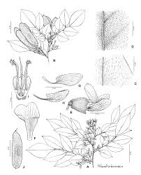 Image result for Dalbergia acutifoliolata