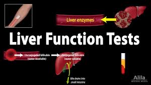 Image result for Liver Function Test