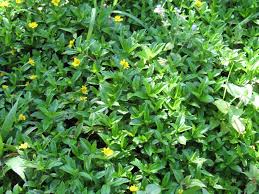 Beberapa jenis dan hibridanya digunakan sebagai tanaman hias pekarangan. Tanaman Hias Berbunga Indah Berkhasiat Obat Dan Ground Cover Seruni Jalar Beach Sun Flower Wedelia Biflora Wollastonia Biflora Planter And Forester