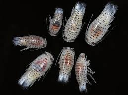 Image result for Dissotis pulchra