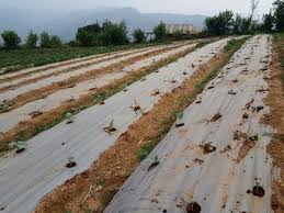 Oct 01, 2020 · top 9 agriculture research paper topics. Reflections On Youth And Modern Farming Ypard Young Professionals For Agricultural Development