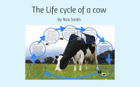 The Life Cycle Of A Cow By Melanie Hybinett