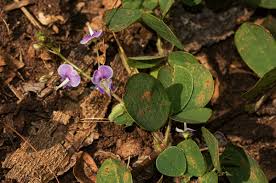 Image result for Grona adscendens