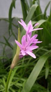 Image result for Tulbaghia fragrans