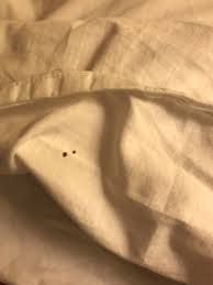 Image result for bed bugs droppings