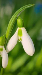 Pin On Flowers Wallpapers