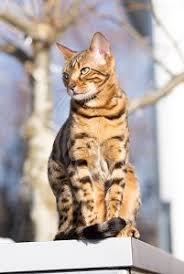 The bengal cat is the only domestic cat that has markings like leopards, ocelots, and jaguars! What Age Does A Bengal Cat Stop Growing Life Stages Faqcats Com